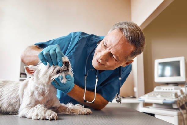 Best Emergency Root Canal Treatment in Cut Off, LA